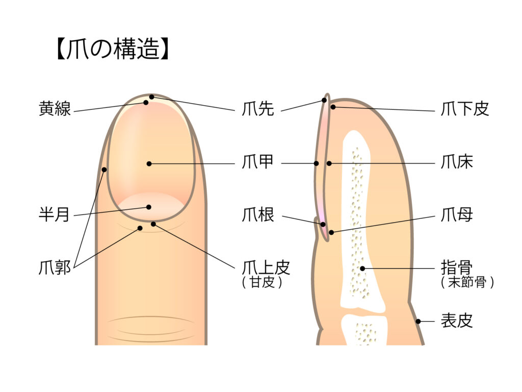 anatomy-of-the-nail 爪の構造図